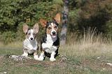CORGI CARDIGAN 003